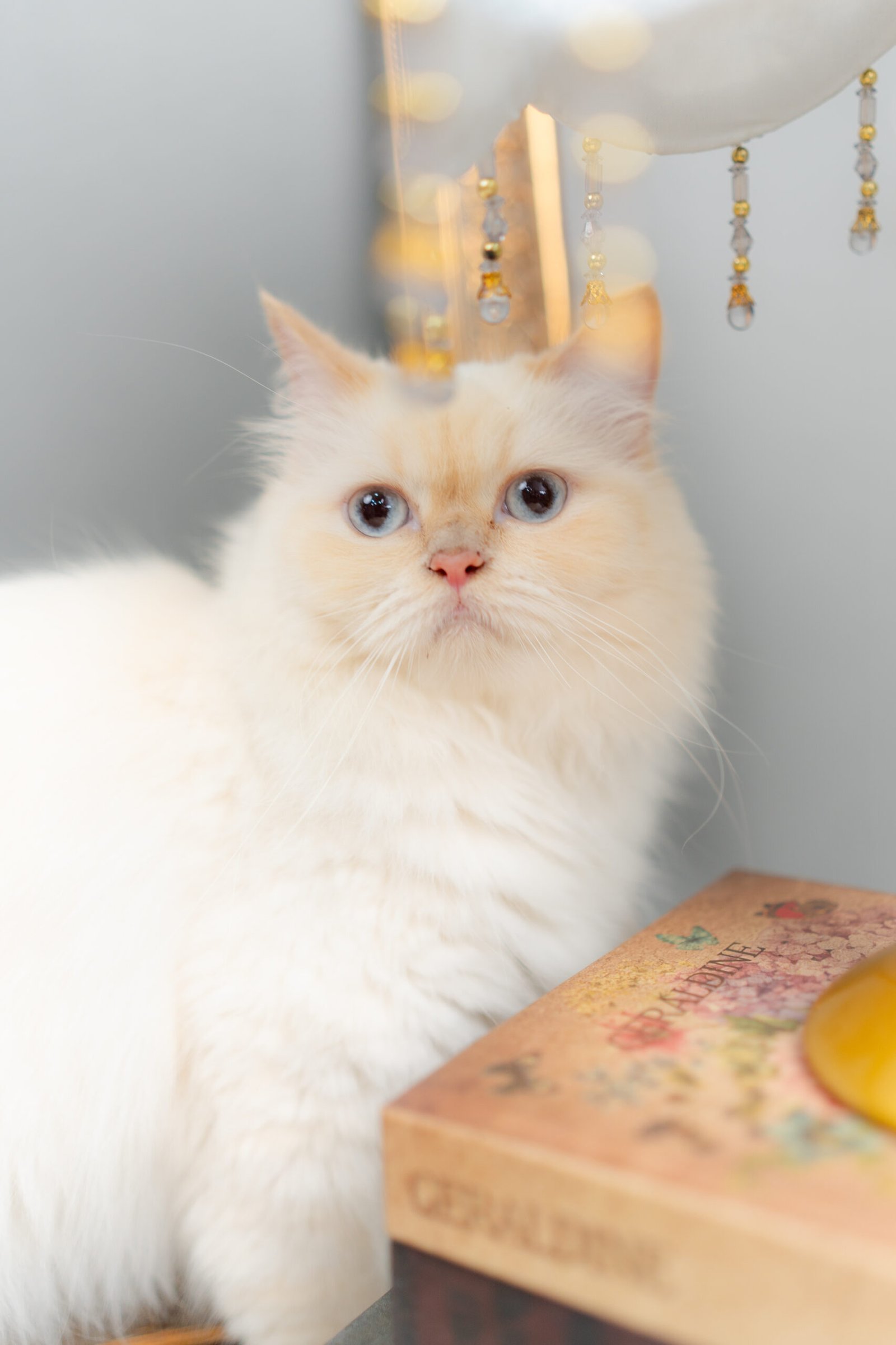 2025-06-06-FurtoStudio-012