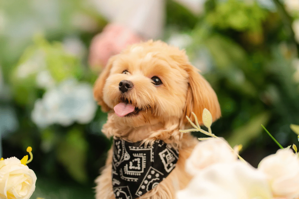 bentley-dog-photoshoot-in-concept-studio-singapore