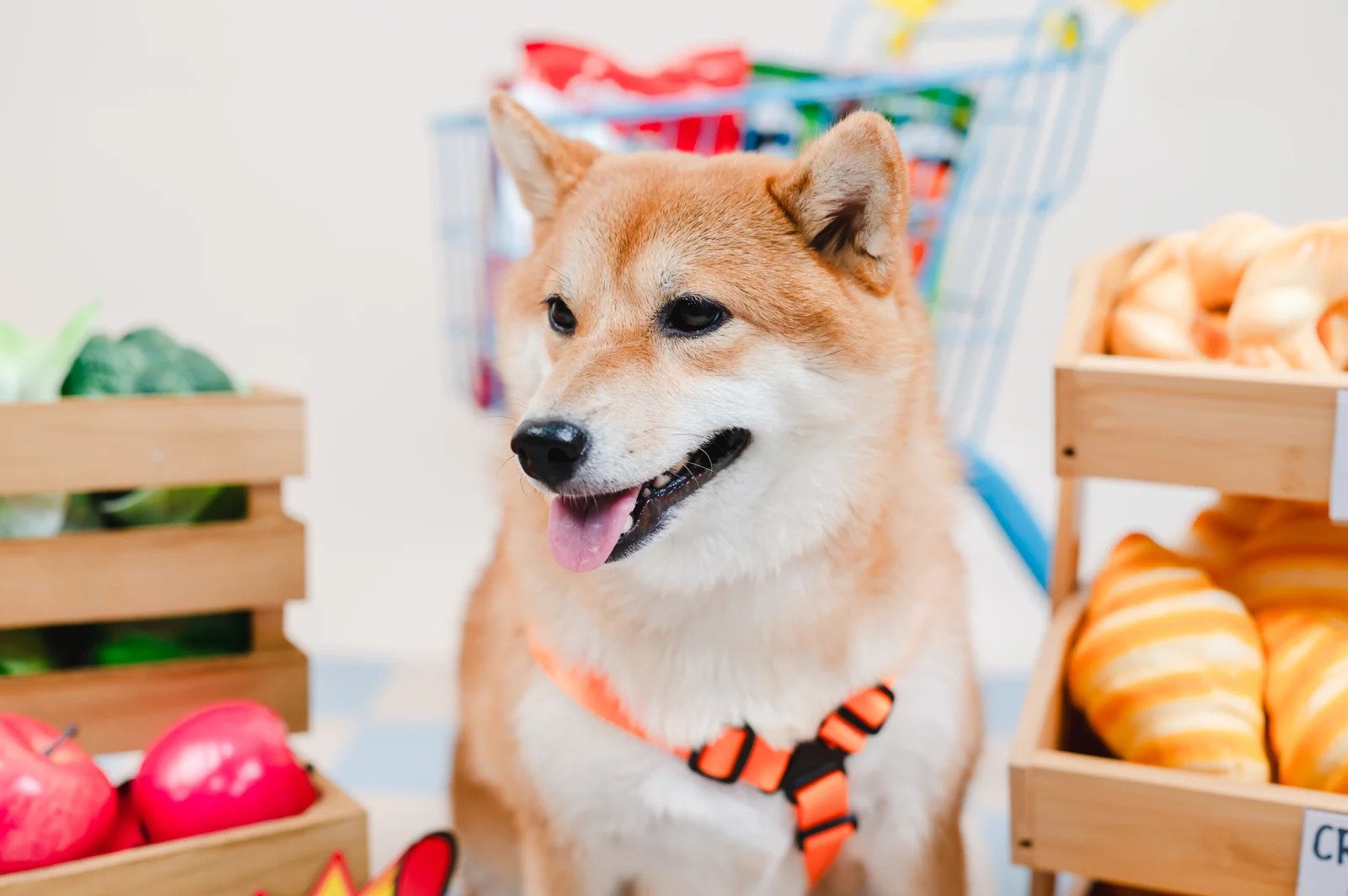 dog-photoshoots-dog-poses-in-furto-studio